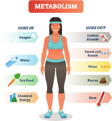 Quick Metabolism Boost